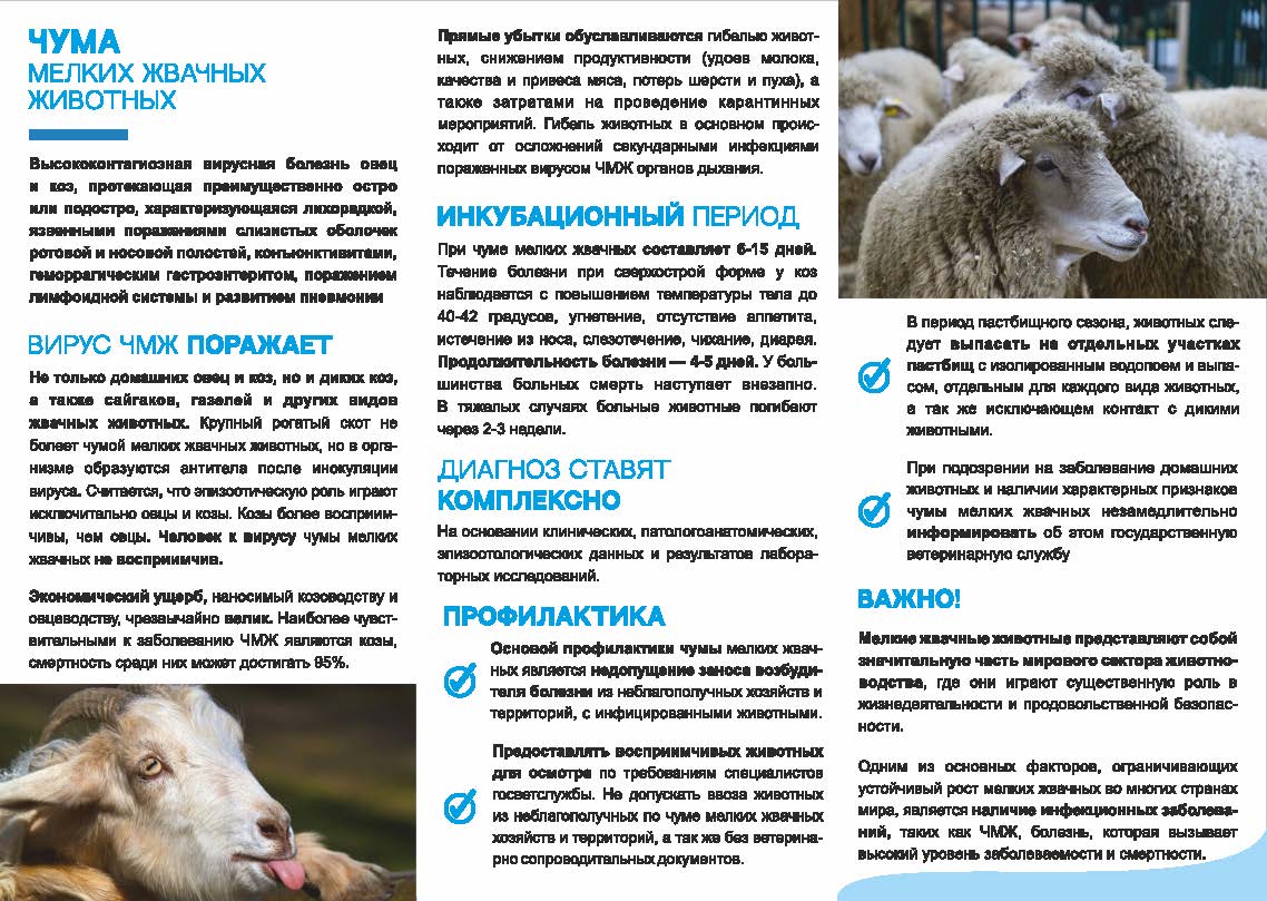 памятка чума 2