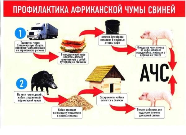 Африканская чума свиней