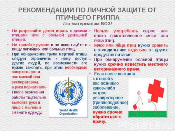 Грипп птиц