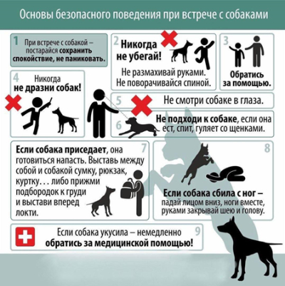 Правила поведения при встрече с собаками